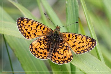 Small Pearl Bordered Fritillary Butterfly