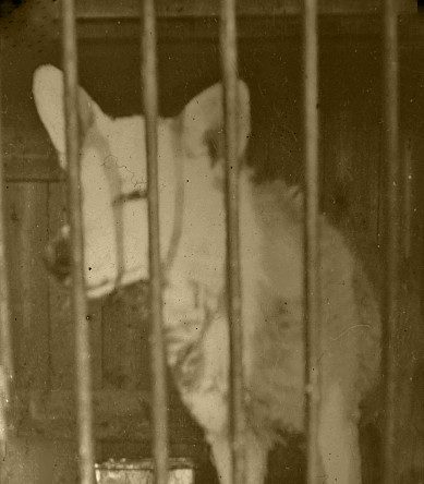 Shotley Wolf in its Cage c1904