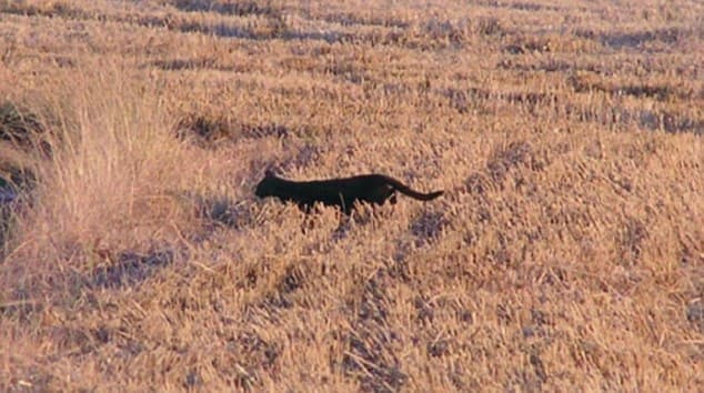 Big Cats – A Feline Fake or Cat Conundrum?