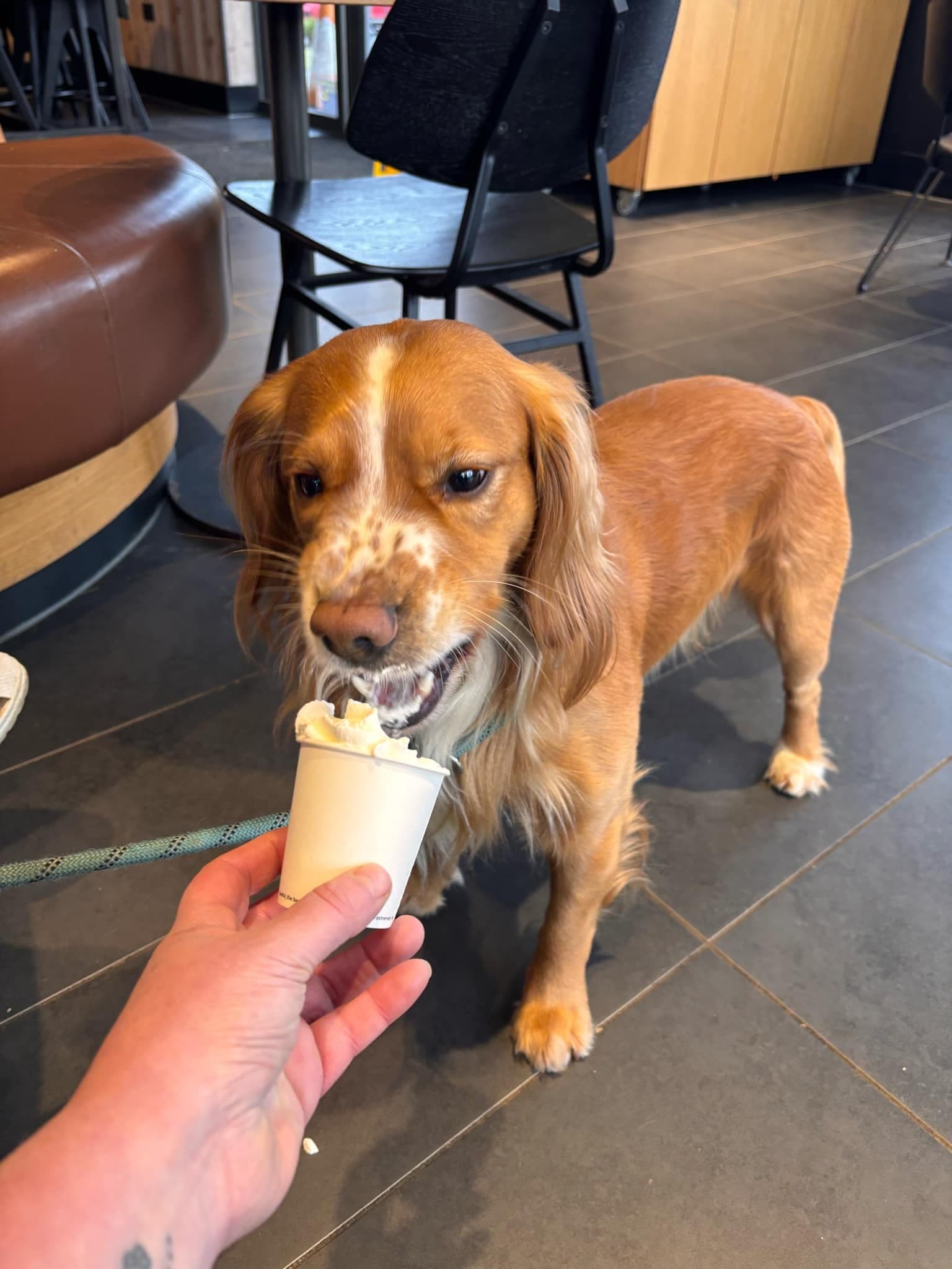 Grab Your Leash: It’s Time to Head to Consett Starbucks with Your Furry Friend!