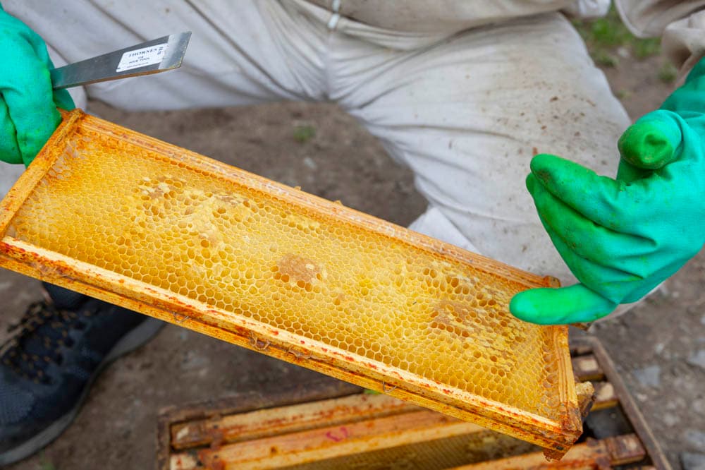 ‘Consett in Focus’ Beekeeper – Michael Littlemore
