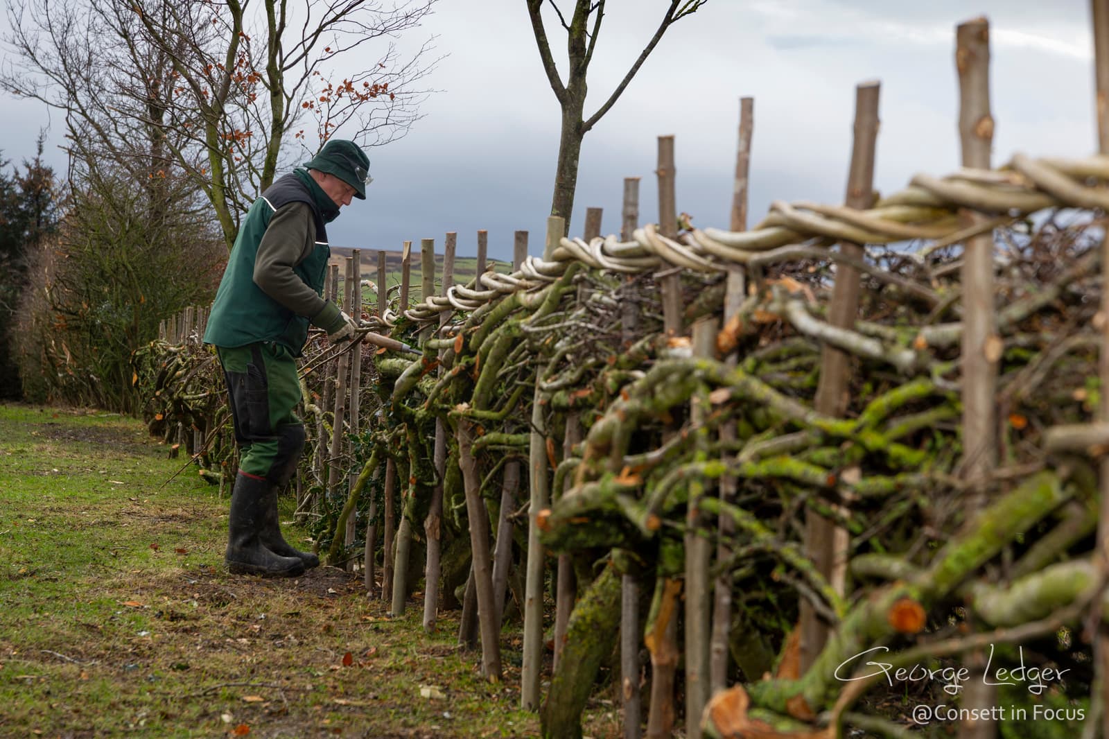 ‘Consett in Focus’ Hedge Laying – Burt Hunter