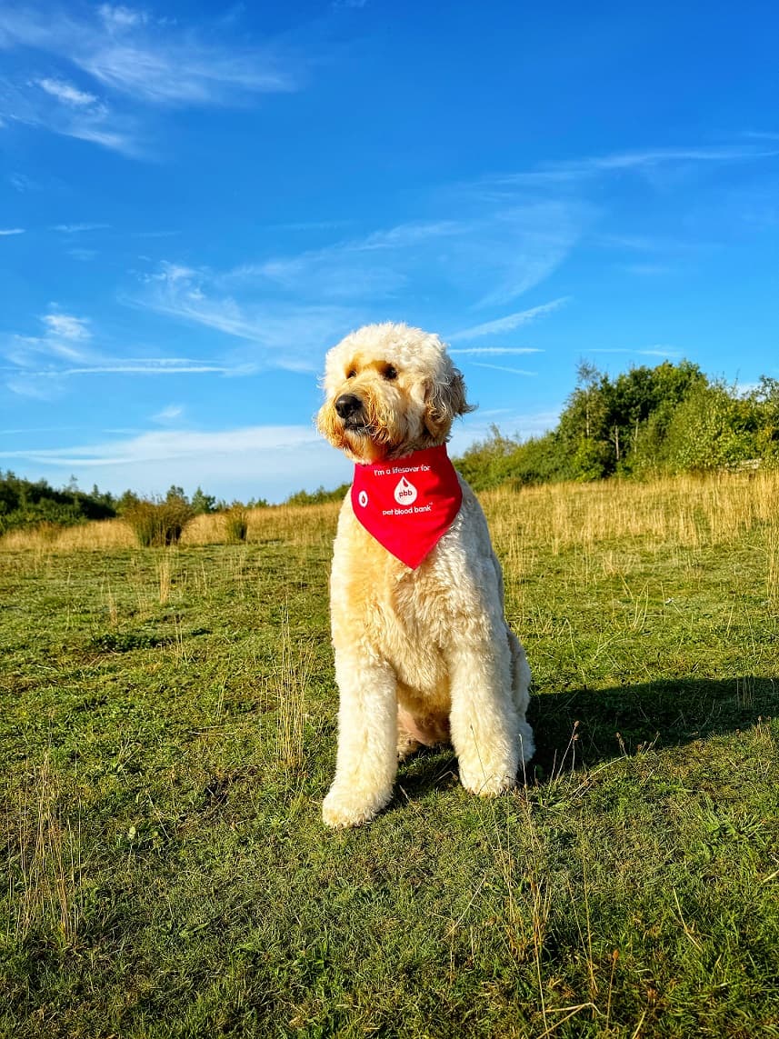 Could Your Dog Be a Lifesaver? Pet Blood Bank Seeks Donors in Consett