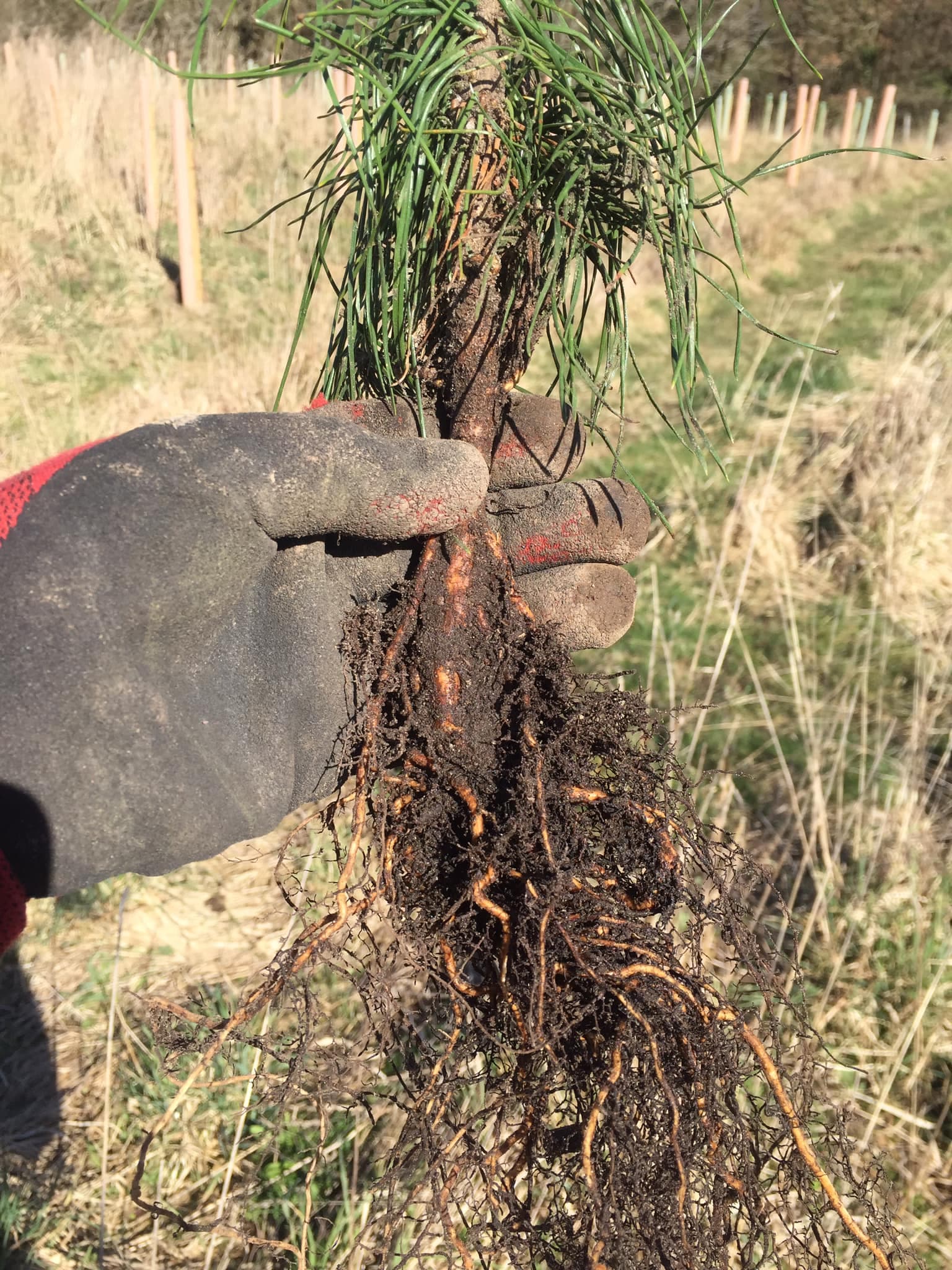 “Phil Younger Plants Over 1,200 Trees to Create ‘Younger Wood’ in Medomsley, Offering Environmental Benefits and Community Connections”