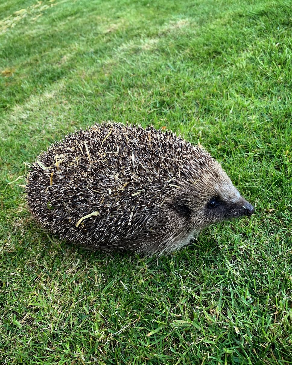 The Hedgehog Hotel – Hedgehog Awareness Week
