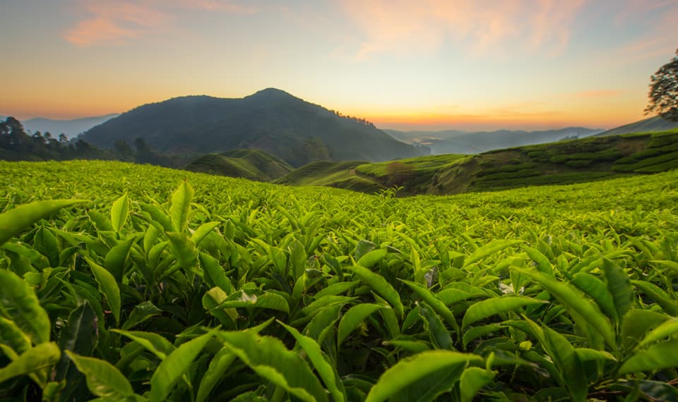 Brits Have Highest Thearubigin Intake in Europe – Fancy another cuppa?
