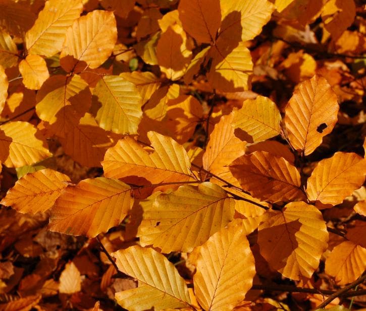 Autumn Equinox