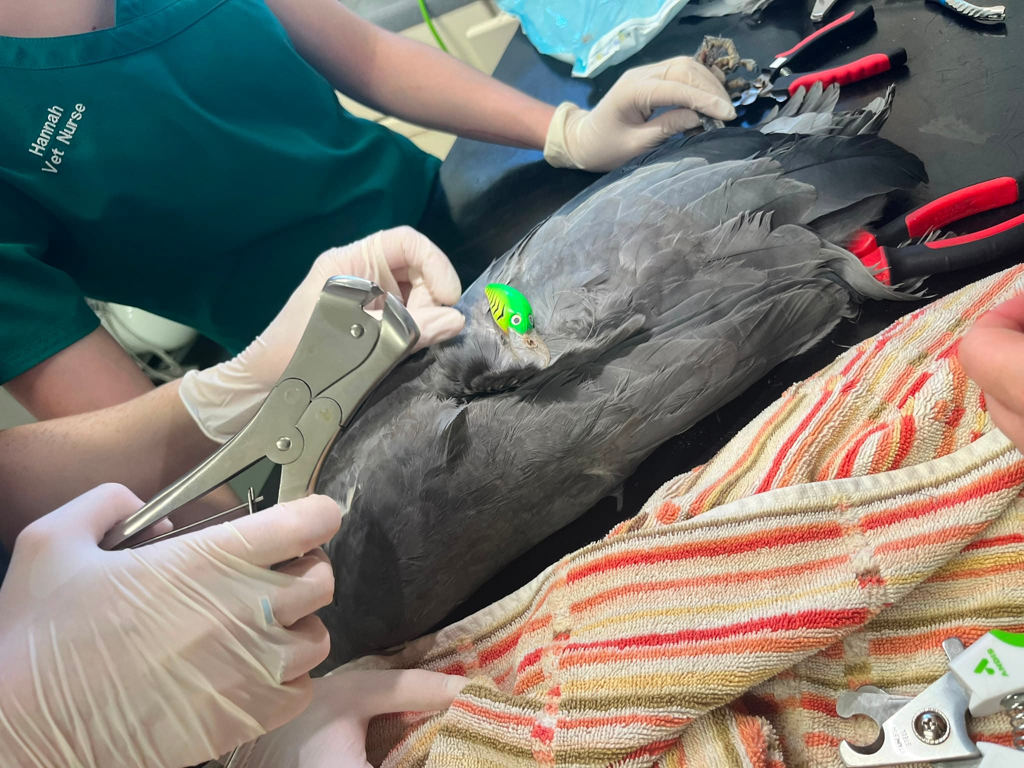 Young Heron Rescued After Becoming Trapped in Discarded Fishing Line