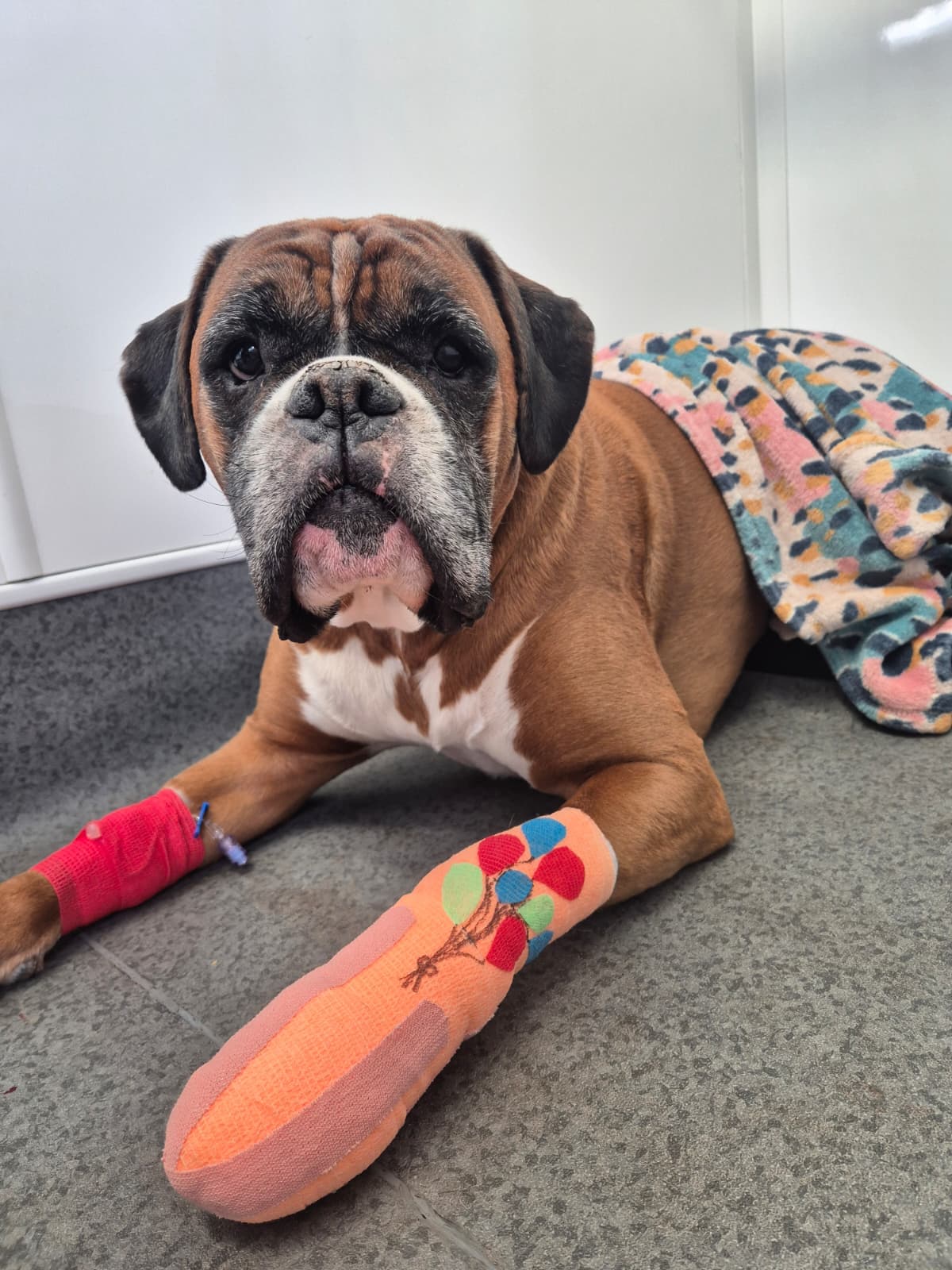 Prince Bishop Vets: Caring for Local Pets for Over 40 Years