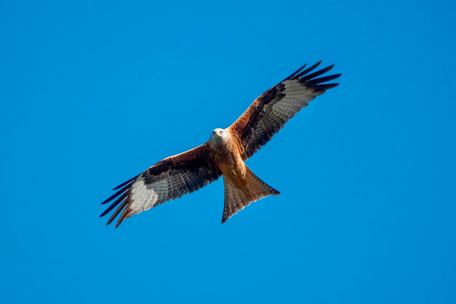 Watch the Birdie! – By Lorraine Weightman.