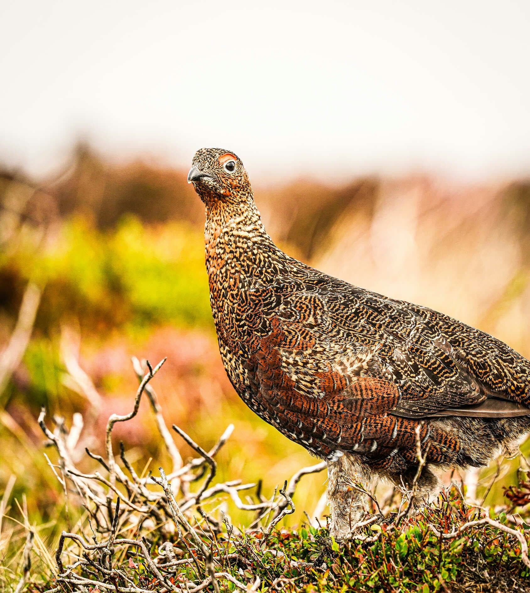 Wildlife Photography in North East England: The Red Kite and the Red Grouse