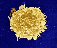 Unblocking The Immune System To Fight Cancer