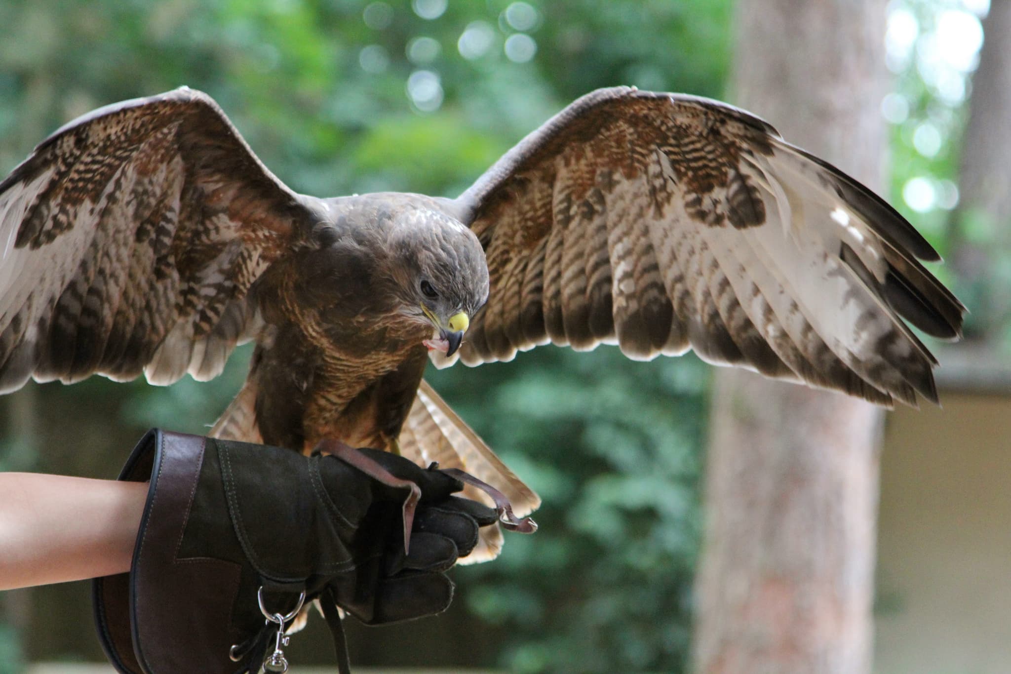 Success for County Durham Business that Employs Birds of Prey