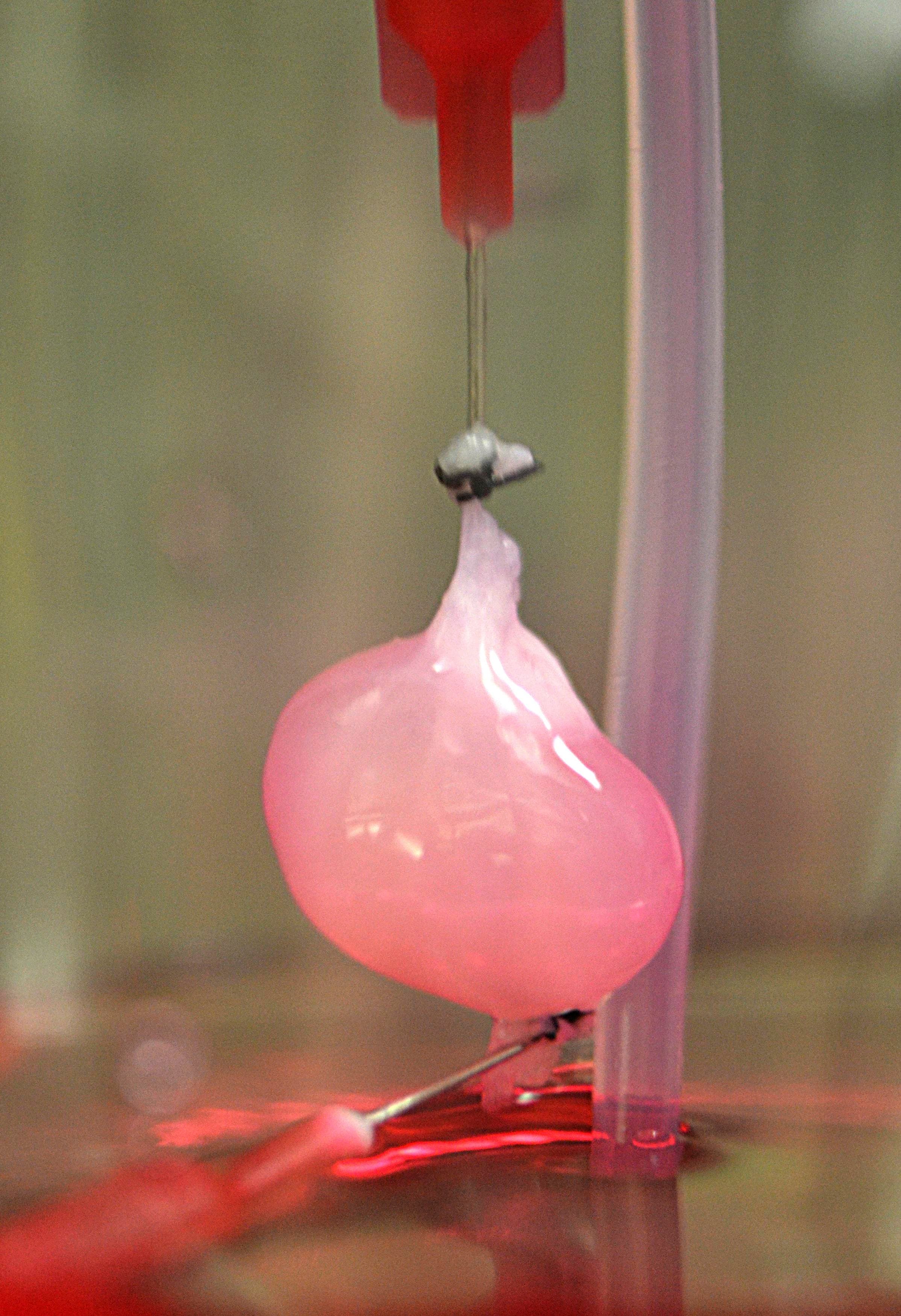 Lab Grown Kidney Placed Into Rat