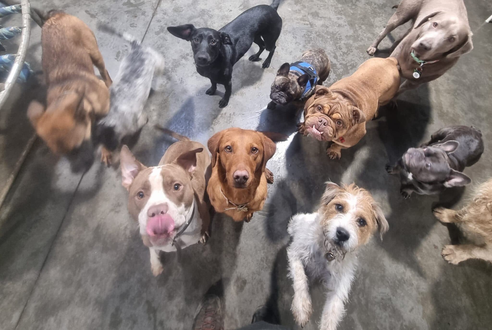 More Than Day Care: Greencroft Launches Mutts Menu, Earns 5-Star Licence