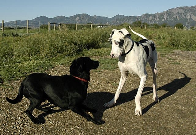 Mysterious Dog Disease Affecting Breeds Across the UK