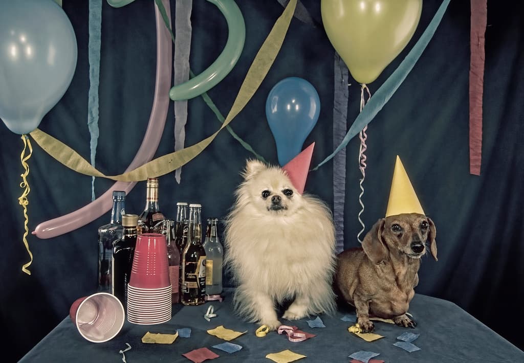 North East Dogs Get Drunk on Christmas Booze