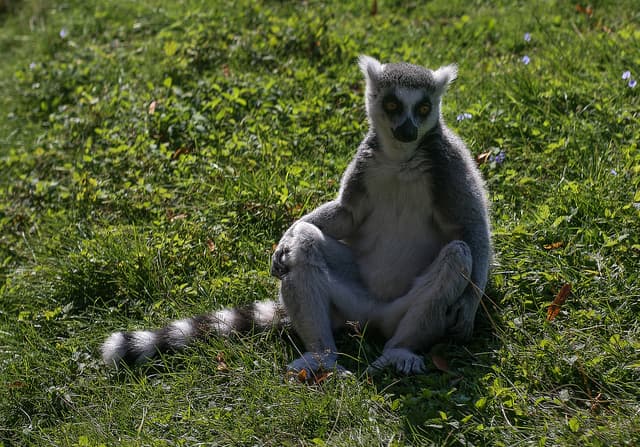 Family Tickets to Kirkley Hall Zoo Available for Just £10.00
