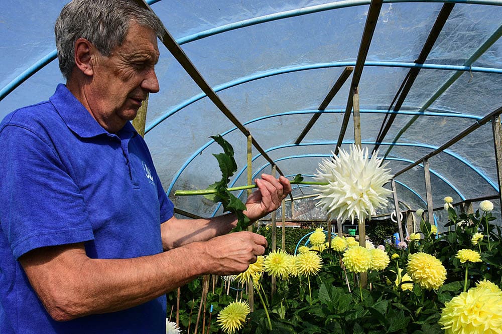 ‘Consett in Focus’ Dahlia Grower – Alan Swinburn