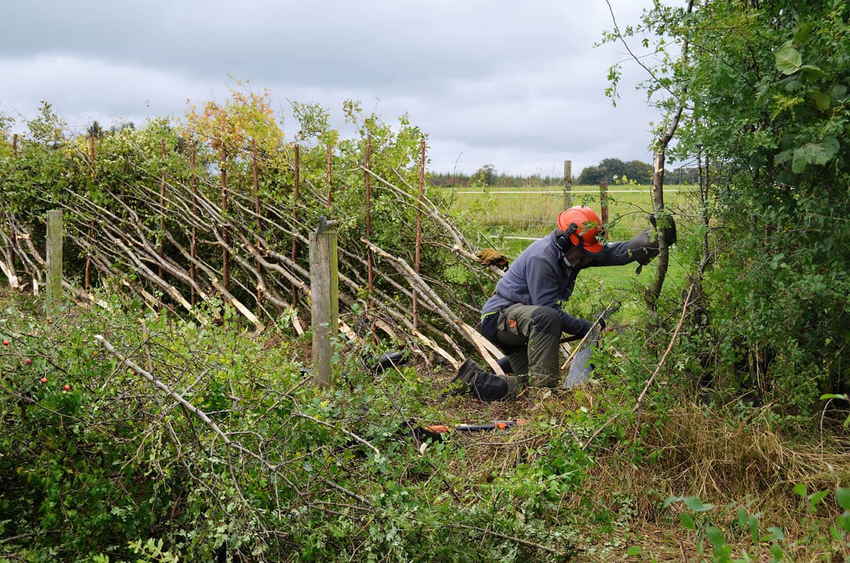 25th Annual Hedgelaying Competition Celebrates Traditional Craft in County Durham