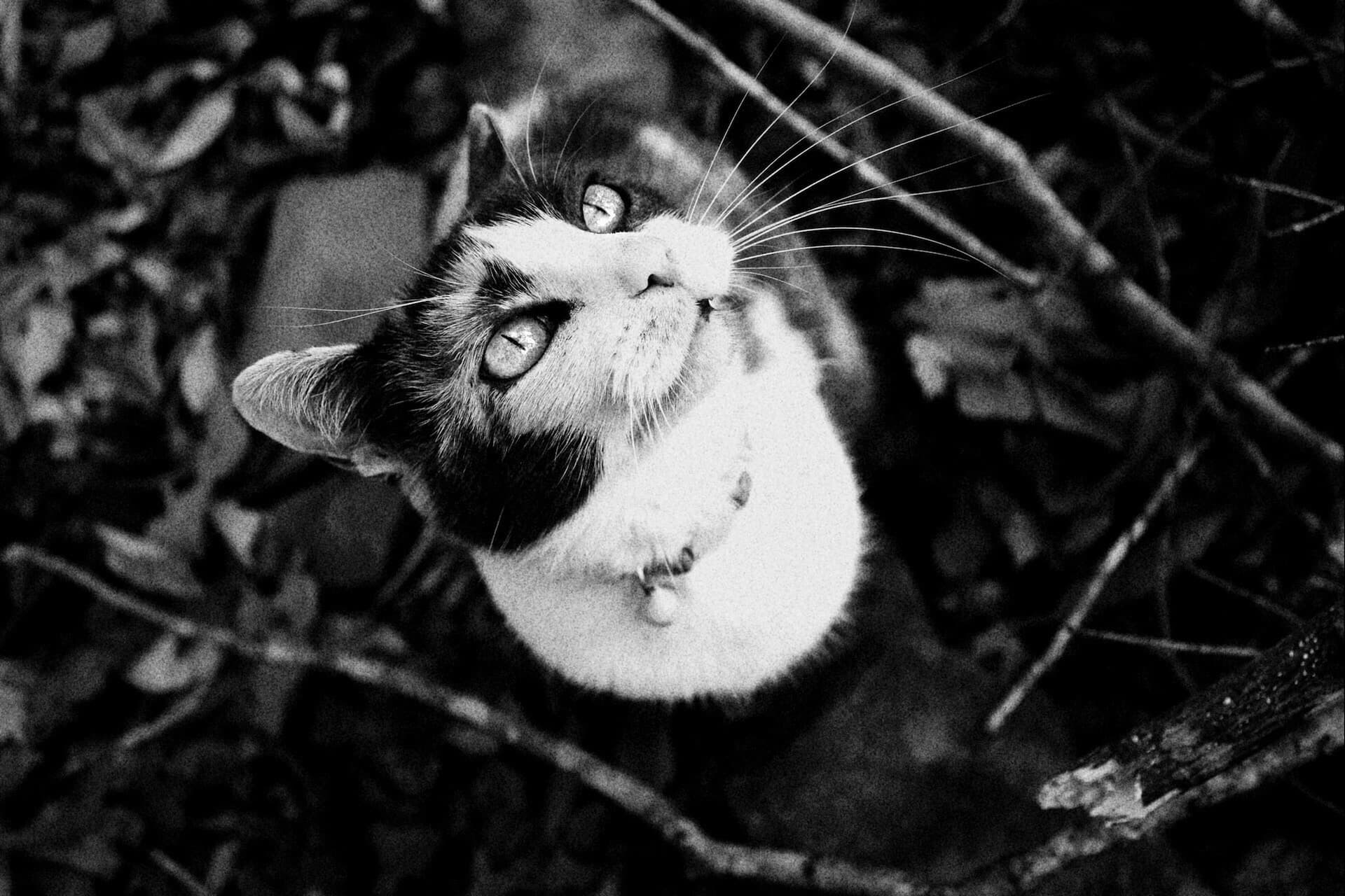 Guardians of Feline Hope: Consett Cat Rescue