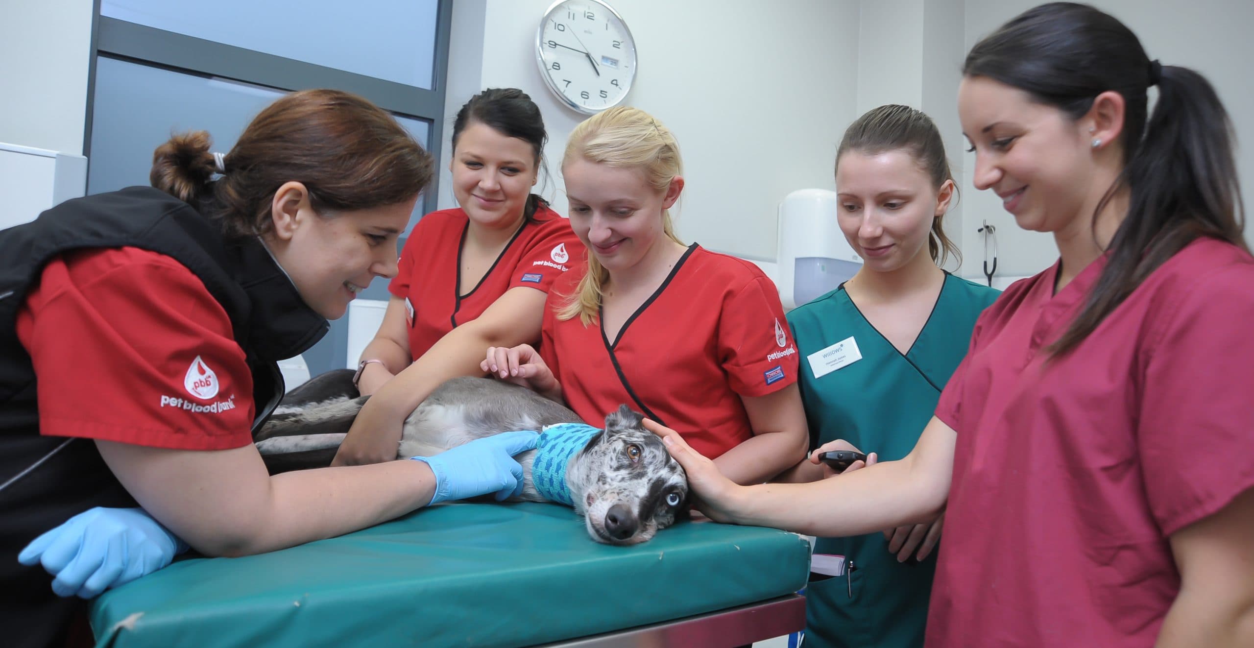 Calling All Canine Heroes: How Your Dog Can Save Lives with Pet Blood Bank UK