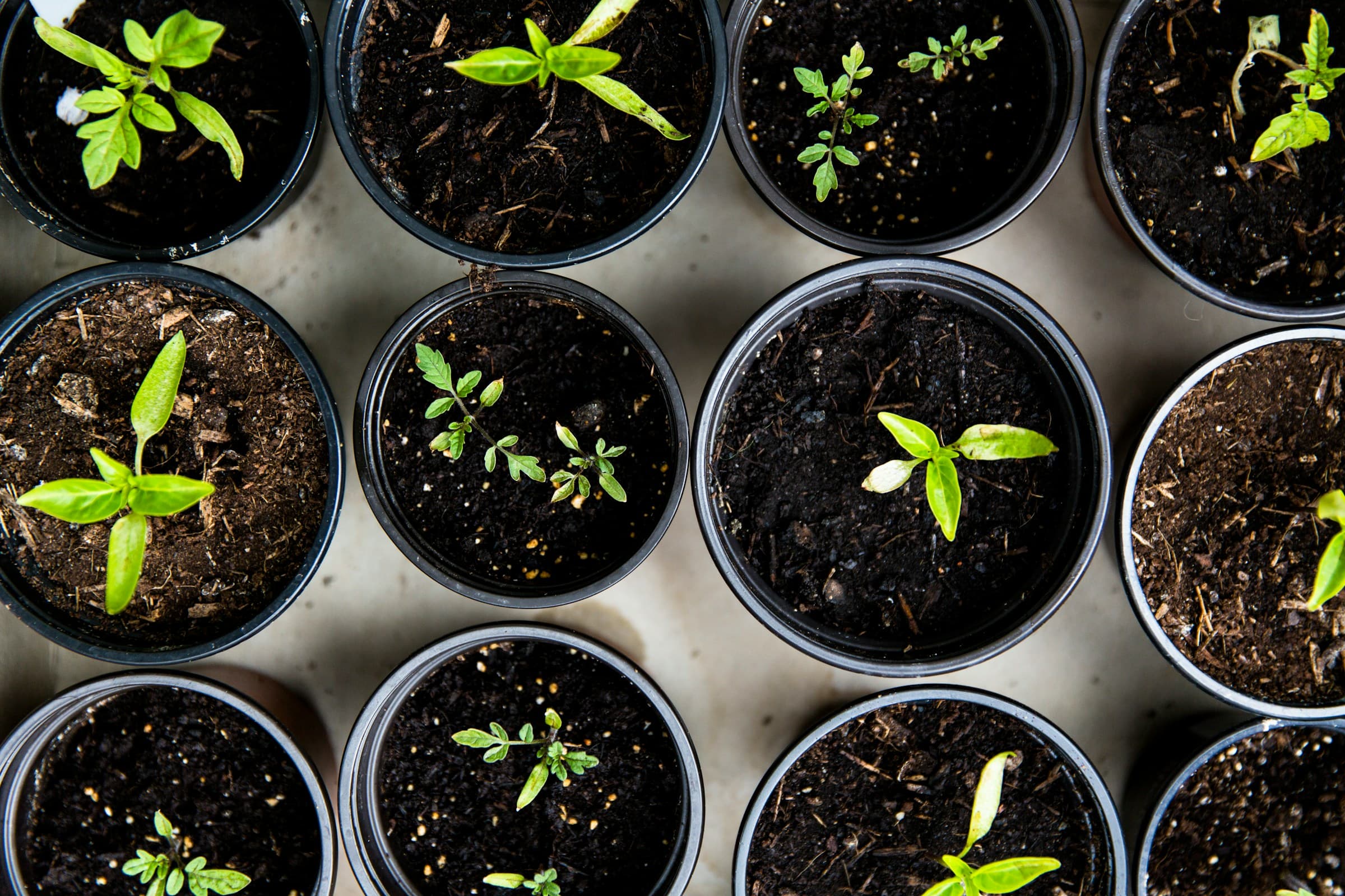 Vegetable Gardening for Beginners – A Complete Guide