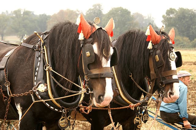 See Shire Horses and Shetlands Ponies at Beamish Museum this Weekend