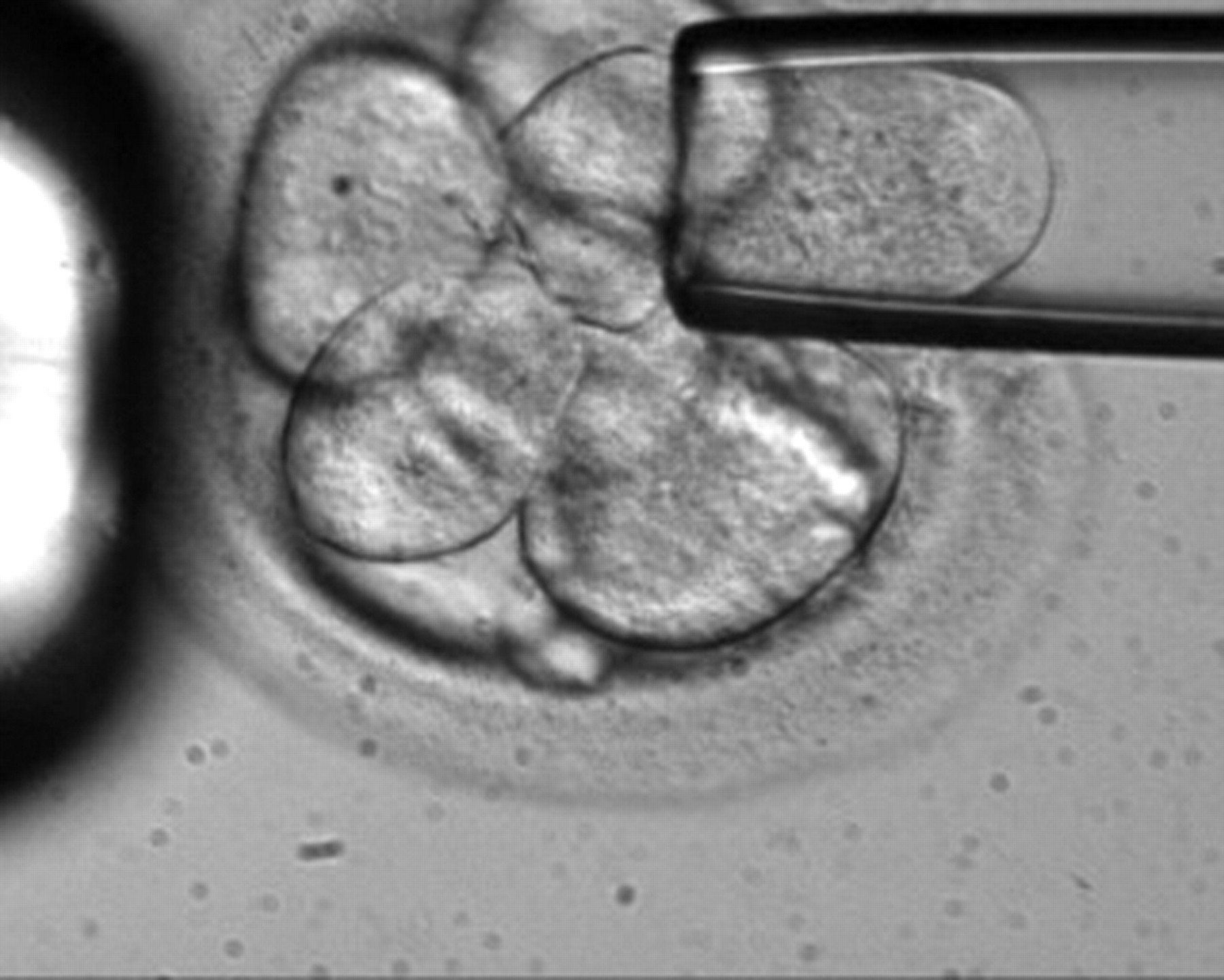 Stem Cells Microscope Image