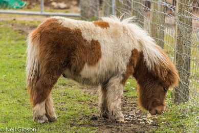 See Shire Horses and Shetland Ponies at Beamish Musuem this Weekend