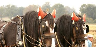 See Shire Horses and Shetlands Ponies at Beamish Museum this Weekend See Shire Horses and Shetland Ponies at Beamish Museum this Weekend