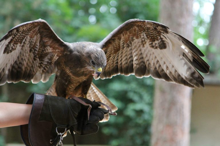 Success for County Durham Business that Employs Birds of Prey