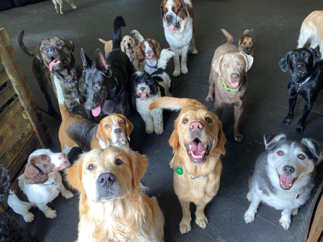 5 Star, Affordable & Award-Winning: Greencroft Dog Day Care