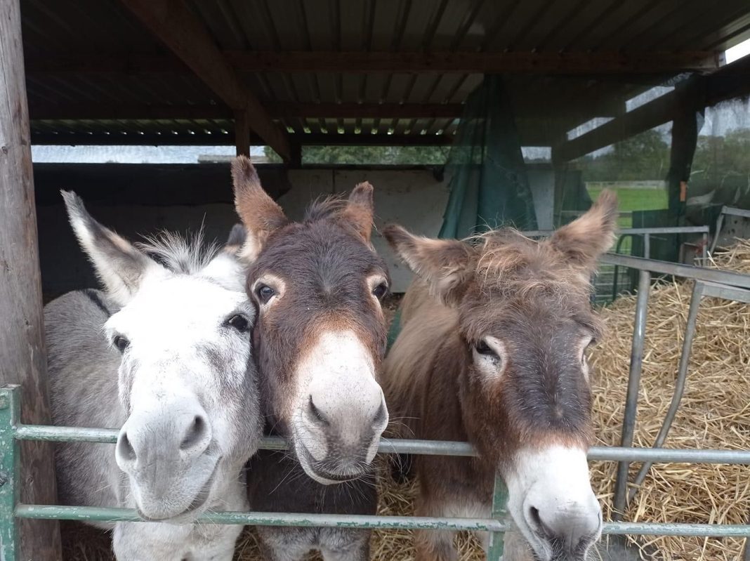 A Haven of Hope: Durham Donkey Rescue's Mission for Peace and Healing