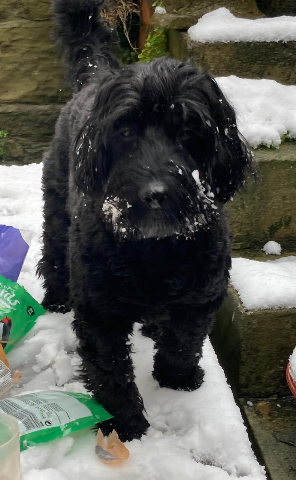 Local Dog Inspires Children’s Stories