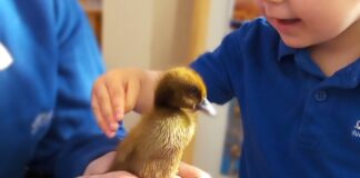 Where Wonder Leads: Our Approach to Learning Hands-on experiences with animals help children develop empathy, confidence, and a deeper understanding of living things.