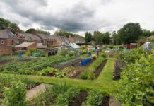 Thirty Plots, and a Waiting List A view across the Lanchester allotment site showing neat vegetable beds, grass paths, water butts, a greenhouse and allotment holders working in the distance, with village rooftops beyond