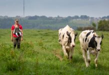 Three Generations of Dairy Farming, and Counting A farmer with a baby in a chest carrier walking up a grass track behind two black and white Holstein cows being brought in for milking