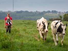 Three Generations of Dairy Farming, and Counting A farmer with a baby in a chest carrier walking up a grass track behind two black and white Holstein cows being brought in for milking
