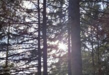Remembering the North East Witch Trials: From Newcastle’s Town Moor to the Derwent Valley Witch Trials North East England - Deborah Maudlin