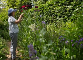 Inside Roz and Chris’s Hidden Garden A woman in a pale blue sun hat reaches up to tend tall deep burgundy poppies in a densely planted garden border